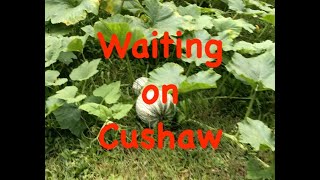 Cushaw Harvest 2024 [upl. by Feeney]