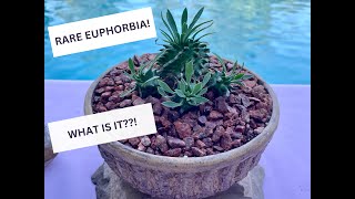 Rare Euphorbia Cocklebur Hybrid Succulent  Episode 152 [upl. by Attemaj680]