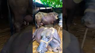 Dairy Farm  Cow Buffalo Dairy Farm  Murrah Buffalo New Video 2024  Yadav Dairy Farm  Buffalo [upl. by Navlys]