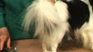 Dog Grooming  Ways to Groom a Papillons Coat [upl. by Bitthia]