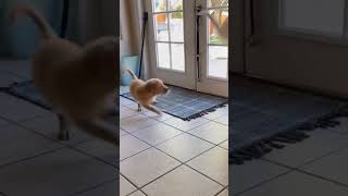 Short FunnykiVideos dogcat funnyfun [upl. by Adamski]