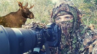 WILDLIFE PHOTOGRAPHY  Searching the Elks  LOODUSFOTOGRAAFIA  Otsides põtru [upl. by Meggi]