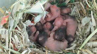 Day 1 to 13 of Aurora amp Sammys Hamster Babies Growing Up [upl. by Ivanna]