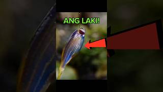 Grabe Napakalaking ISDA ang nahuli ko shorts [upl. by Ynad827]