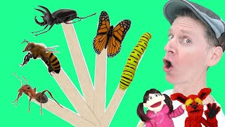 Bugs  Pop Sticks Song with Matt  Dream English Kids [upl. by Suzette146]