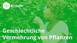 Geschlechtliche Vermehrung So vermehren sich Pflanzen – Biologie  Duden Learnattack [upl. by Reckford]