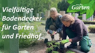 Sonnenliebende Bodendecker für vielseitigen Einsatz  MDR Garten [upl. by Gardie]