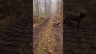 LAGOTTO ROMAGNOLO ♥️ Therapie  Assistenz  Familien  Allergiker Hunde ❤️wwwsvenjabergmanncom [upl. by Joceline]