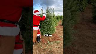 How Christmas trees are grown and prepared shorts [upl. by Robbyn]