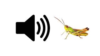 Crickets Awkward Silence  Sound Effect  ProSounds [upl. by Enelram63]