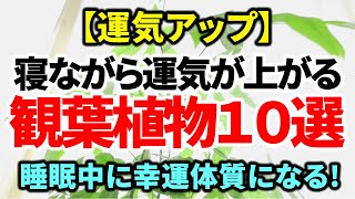 【運気アップ】寝ながら運気が上がる観葉植物１０選｜かんたんに運気を上げる方法を探しているなら観葉植物が最強です！｜睡眠中に幸運体質になる、寝室に置くべき観葉植物｜寝室に置いて寝るだけで金運が上昇♪ [upl. by Ytsirc750]