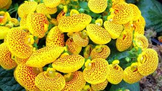 How to Grow Calceolaria [upl. by Moulden553]