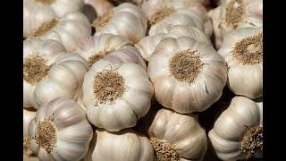 Best Way to SaveStore Garlic for a Long Time  Preserve Fresh Garlic  Kitchen Hack  MasalaTv [upl. by Andris445]