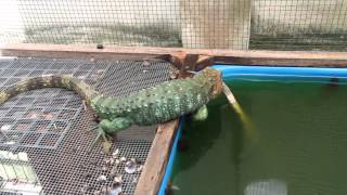 Caiman Lizard trying to breed [upl. by Dolhenty]