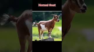 Normal animal vs muscular animal [upl. by Ateval]