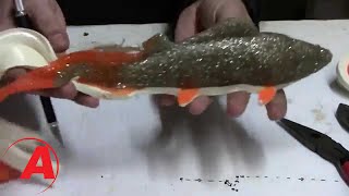 Molding a real fish  Perch Muskie Lure [upl. by Ehsiom115]