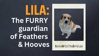 Small Farm Livestock Guardian Dog Protecting Goats Chickens Peacocks and Horses [upl. by Nnayllehs]