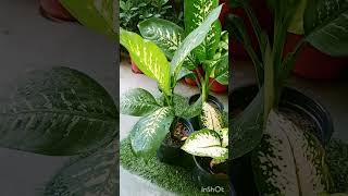 Diffenbachia plant ll how to care Diffenbachia ll ☘️☘️ ll [upl. by Imiaj189]