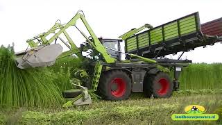 Hempharvest  Hennep maaien met omgebouwde Claas Xerion 4000 [upl. by Carpio]