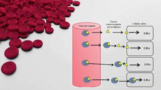 Physiologie Animale Transport plasmatique des Hormones  Notion de récepteur Mécanismes d’action [upl. by Trent]