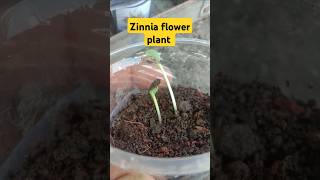 zinnia plant germinated seeds  how to grow zinnia plants from seeds  zinnia plant seeds  zinnia [upl. by Saimon]