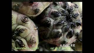 Sulcorebutia rauschii Vidéo 514  2016 AFACSX [upl. by Eliezer]