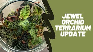 Jewel Orchid Terrarium 2 Month Progress  Jewel Orchid Collection Update [upl. by Rugg83]