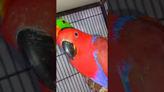 Rare and Beautiful Grand Eclectus Parrots [upl. by Ingaberg]