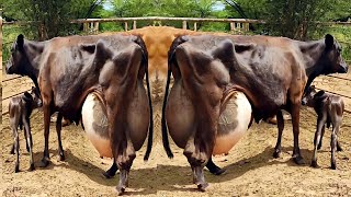 Worlds No1 Girlando Cow Documentary in Hindi  Girlando Gaye  127 Kg Milk Day Record Girlando Cow [upl. by Nnaycnan537]