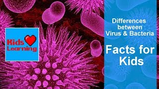 Differences between virus and bacteria Facts for kids How to stay healthy [upl. by Dominica]