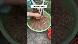 Repotting part 3  Monthai tanamanhias kebunlife plants naturallife berkebun garden monstera [upl. by Alten522]