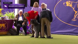 Bouviers des Flandres  Breed Judging 2024 [upl. by Tam]