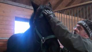 Equine Cranial Sacral TherapyHead Shaking Syndrome [upl. by Aratak]