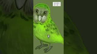 Kakapo shorts ytshorts viralshorts wildlife nature animals pathshalaplace kakapo facts [upl. by Fonville]