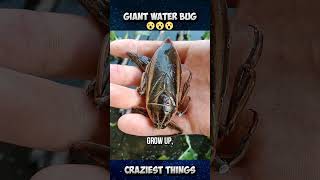 Delicious giant bug water  Craziest Things Part 47 viral trending shorts [upl. by Yahsram]