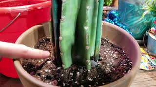 Potting Cactus Cuttings  Cactus Soil  Cactus Fertilizer  Cereus Peruvianus  Myrtillo [upl. by Cherey]