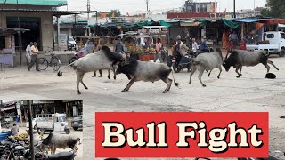 vlog26 Bull Fight  Intense Bullfighting Scene  लड़के की जान बच गई 🐮🐂🐂 [upl. by Niall]