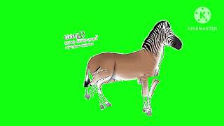 quagga walk green screen [upl. by Atnovart]