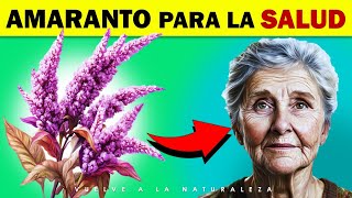 Beneficios Del AMARANTO Propiedades Para Que Sirve En La Salud [upl. by Arait622]