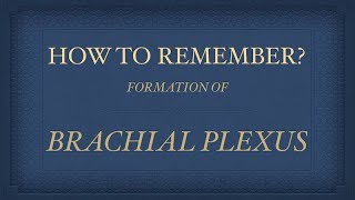 BRACHIAL PLEXUS FORMATION [upl. by Dyal]