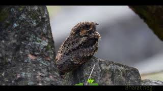 The Mysterious calls of the nightjar bird Natures lullaby ❤️ birds nightjarlullabyofbirdland [upl. by Lindberg604]