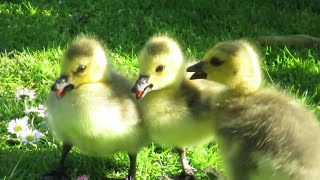 Canada Geese Goslings Fight  Angry Hissing at Each Other [upl. by Leahcimluap107]