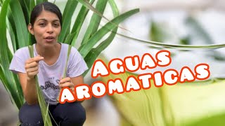 Con esta planta hacemos aguas aromáticas [upl. by Tomasz]