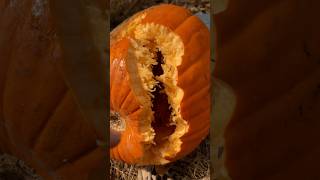 Double Shotgun Slugs VS Pumpkin [upl. by Robma76]