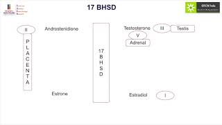 GROW Society Adrenal Learning Module Steroidogensis Part II [upl. by Lalat13]