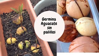 Como germinar tu aguacate sin palillos proceso completo [upl. by Cirdnek]