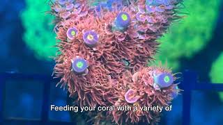 Acropora Tenuis Care Tips [upl. by Sad]