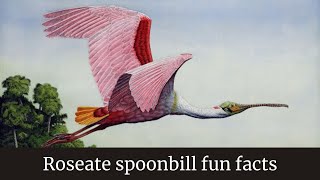 Roseate spoonbill flying  Roseate spoonbill fun facts  Roseate spoonbill behavior [upl. by Bouldon406]