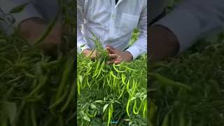 New technique for growing chilli plants chilli chilligrafting farming viral shorts [upl. by Enirac]