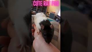 🐭Affectionate and cute pet rat grooms owner🐭 CuteRats Heartwarming PetLove shorts petrats pets [upl. by Barnard]